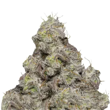 Growers Choice Blue Forest Berry AUTOFLOWER - 3+1...