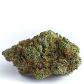 Growers Choice Blue Forest Berry AUTOFLOWER - 3+1 automatisierte Samen