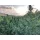 Growers Choice Blue Forest Berry AUTOFLOWER - 3+1 autoflowering Samen