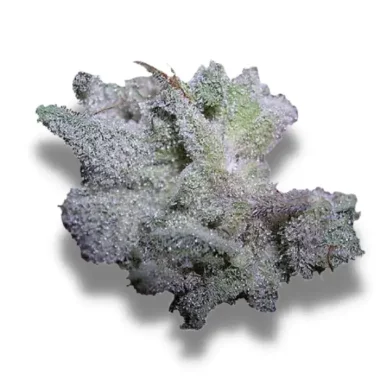 Growers Choice Brain Damage AUTOFLOWER 3+1 automatisierte...