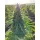 Growers Choice Charlottes Dream CBD AUTOFLOWER 3+1 automatisierte Samen