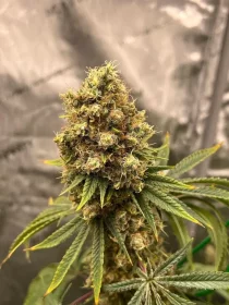 Growers Choice Cherry Zoap AUTOFLOWER - 3+1 automated seeds