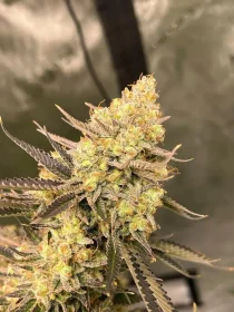 Growers Choice Cherry Zoap AUTOFLOWER - 3+1 autoflowering Samen