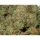 Growers Choice Banana Sherbet Double XL AUTOFLOWER 3+1 automatisierte Samen