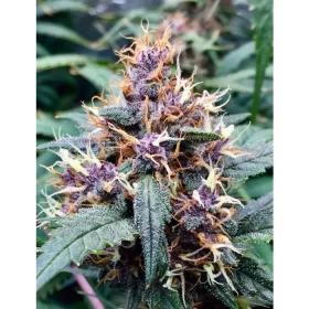 Growers Choice Red Banana Berry Double XL AUTOFLOWER 3+1 autoflowering Samen