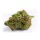 Growers Choice Red Banana Berry Double XL AUTOFLOWER 3+1 automatisierte Samen