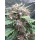 Growers Choice Red Banana Berry Double XL AUTOFLOWER 3+1 automatisierte Samen