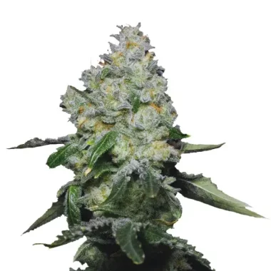 Growers Choice Tropical Cookies Double XL AUTOFLOWER 3+1...