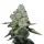 Growers Choice Tropical Cookies Double XL AUTOFLOWER 3+1 automated seeds