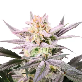 Growers Choice Watermelon Weddingcake AUTOFLOWER 3+1 automated seeds