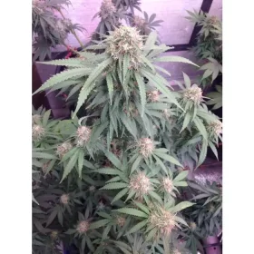 Growers Choice Watermelon Weddingcake AUTOFLOWER 3+1 autoflowering Samen