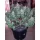 Growers Choice Watermelon Weddingcake AUTOFLOWER 3+1 autoflowering Samen