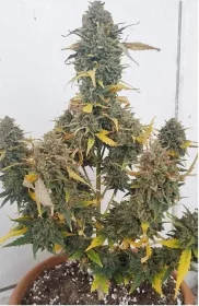 Growers Choice Grapefruit x Bubblegum AUTOFLOWER 3+1 autoflowering Samen