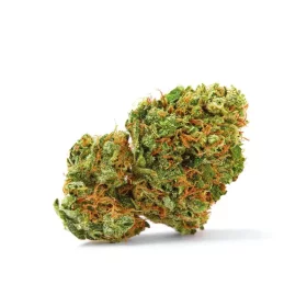 Growers Choice Grapefruit x Bubblegum AUTOFLOWER 3+1 automatisierte Samen