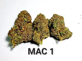 Growers Choice MAC1 AUTOFLOWER 3+1 automated seeds