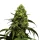 Growers Choice Monsterbud AUTOFLOWER 3+1 autoflowering Samen