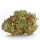 Growers Choice Monsterbud AUTOFLOWER 3+1 automatisierte Samen