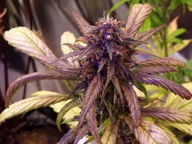 Growers Choice Red Jack AUTOFLOWER 3+1 automatisierte Samen