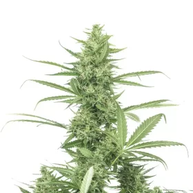 Growers Choice The Real Amnesia AUTOFLOWER 3+1 autoflowering Samen