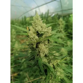 Growers Choice The Real Amnesia AUTOFLOWER 3+1 autoflowering Samen