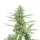 Growers Choice The Real Amnesia AUTOFLOWER 3+1 automatisierte Samen