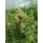 Growers Choice The Real Amnesia AUTOFLOWER 3+1 automatisierte Samen