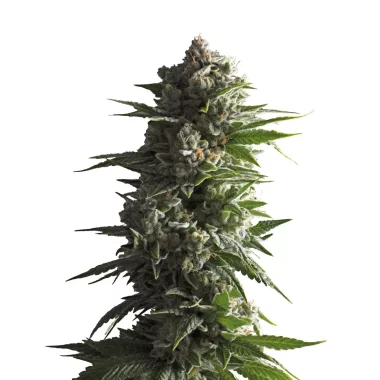 Growers Choice Tropicana Weddingcake AUTOFLOWER 3+1...