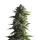 Growers Choice Tropicana Weddingcake AUTOFLOWER 3+1 autoflowering Samen