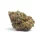 Growers Choice Tropicana Weddingcake AUTOFLOWER 3+1 autoflowering Samen