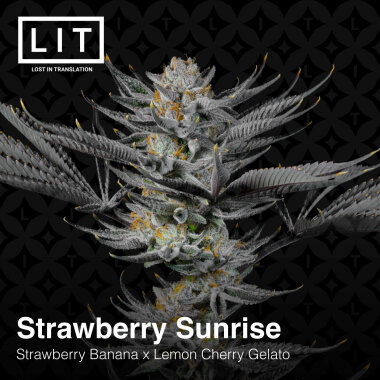 LIT Farms Strawberry Sunrise - 6 feminisierte Samen