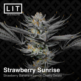 LIT Farms Strawberry Sunrise - 6 feminized seeds