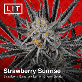 LIT Farms Strawberry Sunrise - 6 feminized seeds