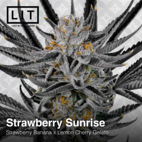 LIT Farms Strawberry Sunrise - 6 feminisierte Samen