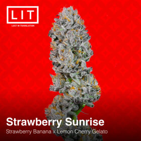 LIT Farms Strawberry Sunrise - 6 feminisierte Samen