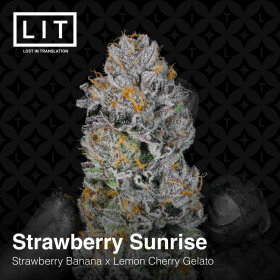 LIT Farms Strawberry Sunrise - 6 feminisierte Samen