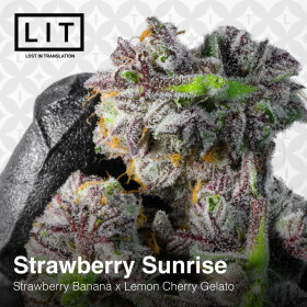 LIT Farms Strawberry Sunrise - 6 feminisierte Samen