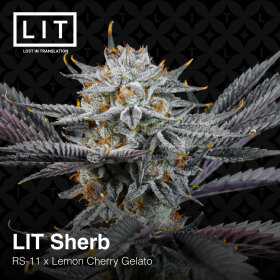 LIT Farms LIT Sherb - 6 feminized seeds