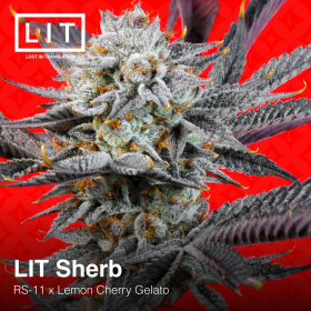 LIT Farms LIT Sherb - 6 feminized seeds