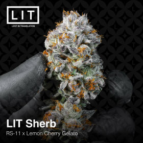 LIT Farms LIT Sherb - 6 feminisierte Samen