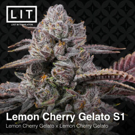 LIT Farms Lemon Cherry Gelato S1 - 6 feminisierte Samen