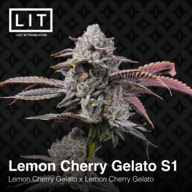 LIT Farms Lemon Cherry Gelato S1 - 6 feminized seeds