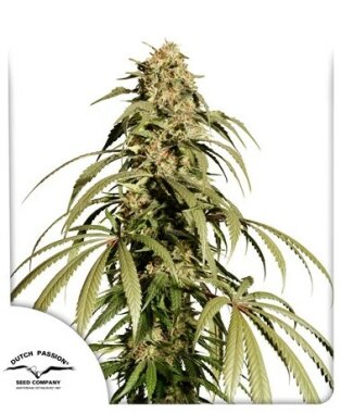 Dutch Passion Ice Cream Haze - 3 feminized seeds