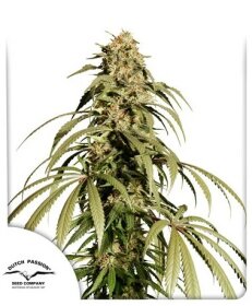 Dutch Passion Ice Cream Haze - 3 feminisierte Samen