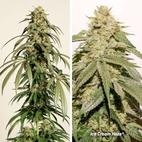 Dutch Passion Ice Cream Haze - 3 feminisierte Samen