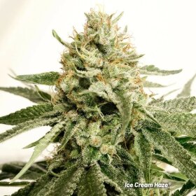 Dutch Passion Ice Cream Haze - 3 feminized seeds