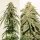 Dutch Passion Ice Cream Haze - 3 feminized seeds