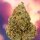 Dutch Passion Ice Cream Haze - 3 feminized seeds