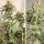 Dutch Passion Ice Cream Haze - 3 feminized seeds