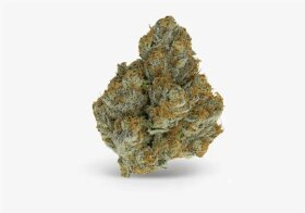 Growers Choice Blue Zushi Limited Edition 3+1 feminized seeds