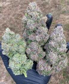 Growers Choice Mimosa Gusher Limited Edition 3+1 feminized seeds